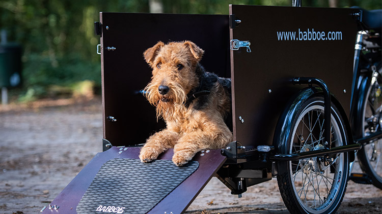 Babboe vélo cargo pour chiens