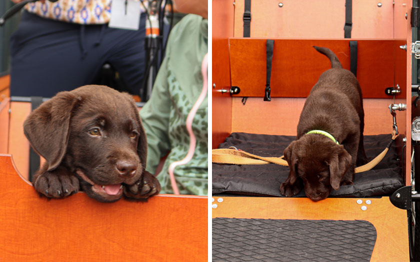 Hond vastmaken in bakfiets